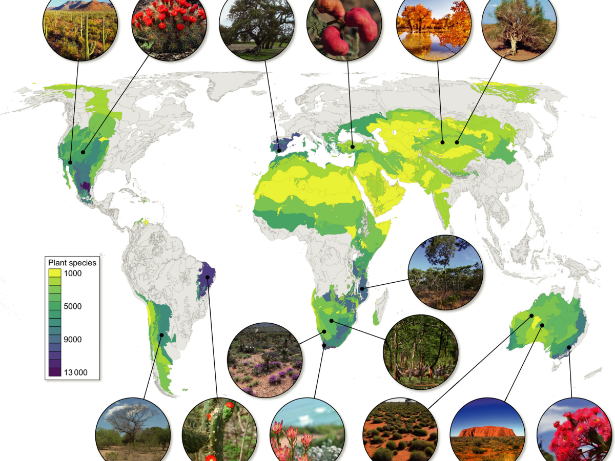 The ancient genius of&nbsp;drylands