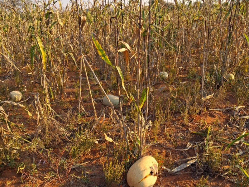 Seeds of Tradition: Ethnographic Fieldwork in the Bobirwa Region, Eastern&nbsp;Botswana
