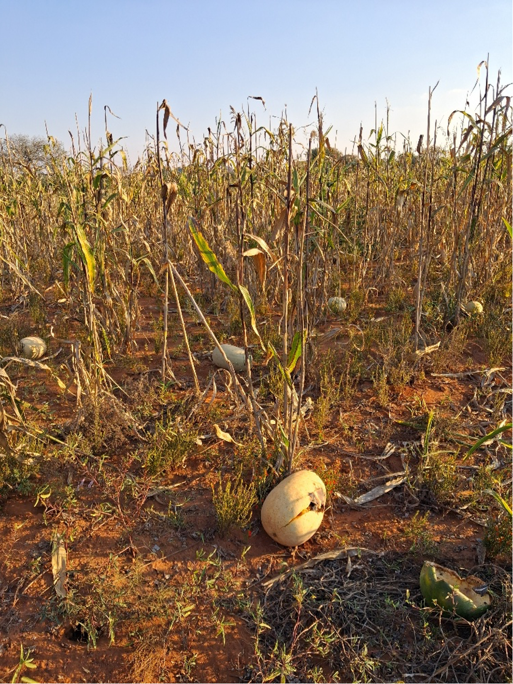 Seeds of Tradition: Ethnographic Fieldwork in the Bobirwa Region, Eastern&nbsp;Botswana